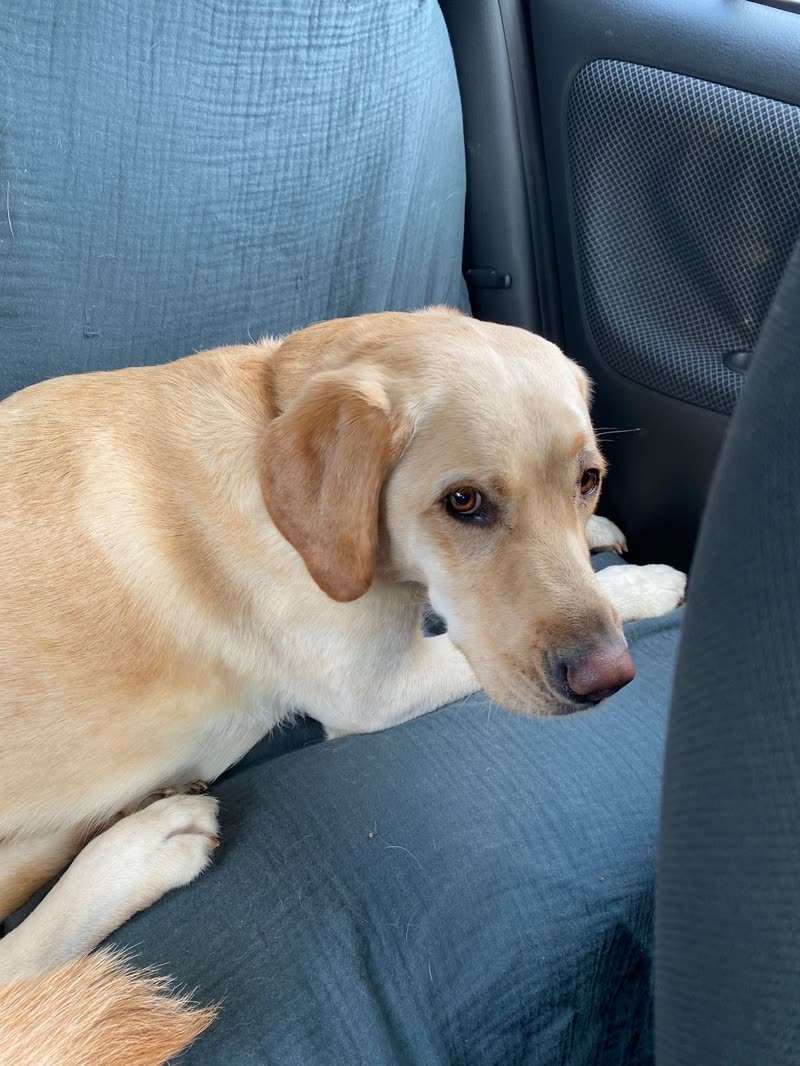 Yellow Labrador lying across a car back seat on a blanket