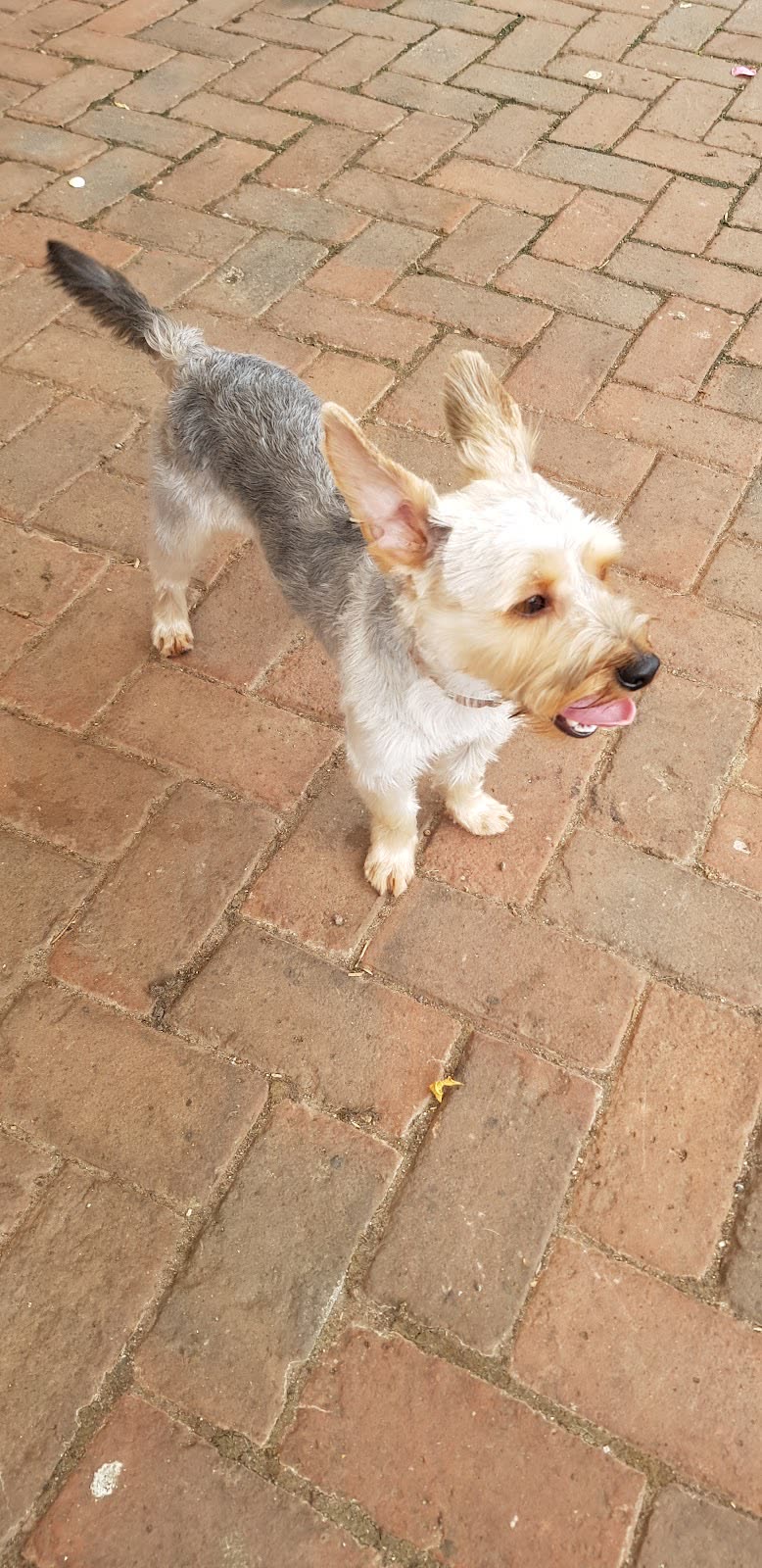 Small terrier cross photographed from above on a brick patio