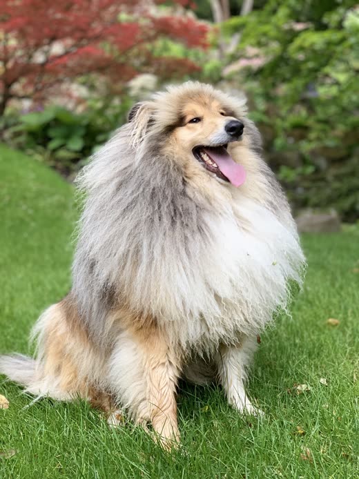 Freshly groomed sable and white Shetland sheepdog sitting on a sunny lawn