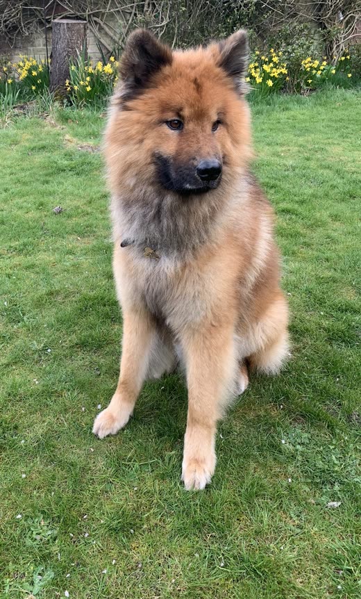 Thick-coated ginger and black Eurasier type sitting upright on grass after grooming