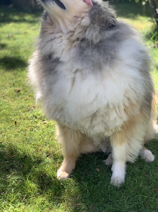 Close view of a long-haired grey and cream dog's brushed-out coat