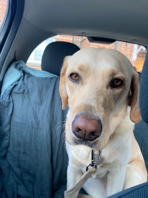 Yellow Labrador sitting on a blanket in the back seat of a car